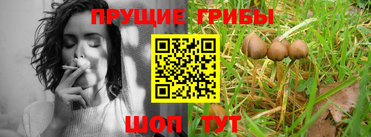 Псилоцибиновые грибы Cubensis  наркошоп  Электросталь  Псилоцибиновые грибы прущие грибы  Вход с VPN 